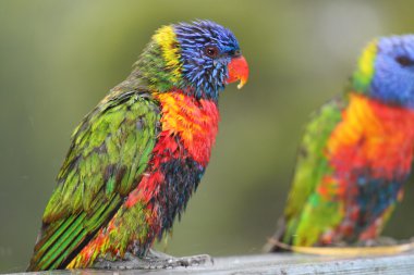 gökkuşağı lorisi