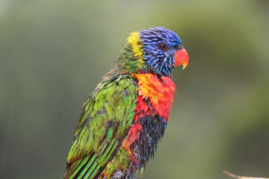 Rainbow Lorikeet clipart