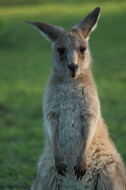 Eastern grey kangaroo clipart