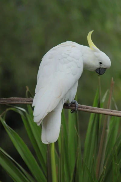 Sulphur-crested Cockatoo — Stock Photo, Image