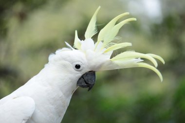 Sulphur-crested cockatoo clipart