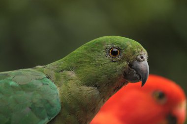 Female King Parrot clipart
