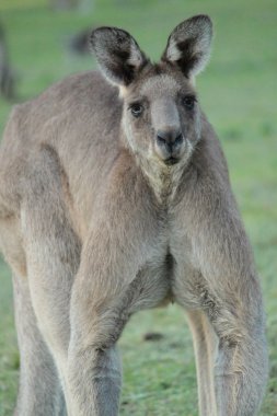 Male Eastern grey kangaroo clipart