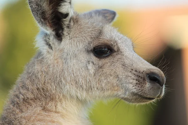 Female Eastern grey kangaroo — Stock Photo, Image