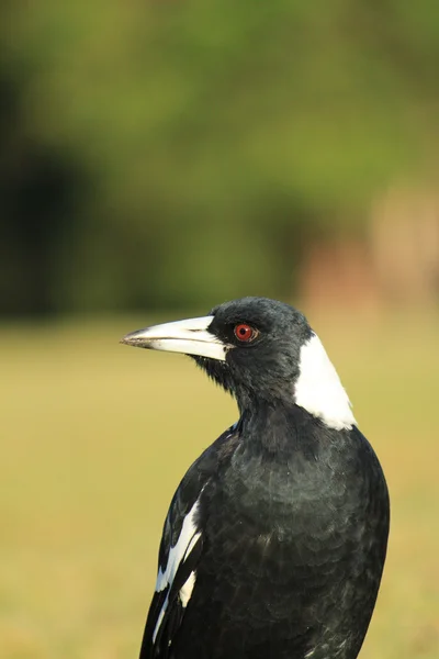 Australian Magpie — Stock Photo, Image