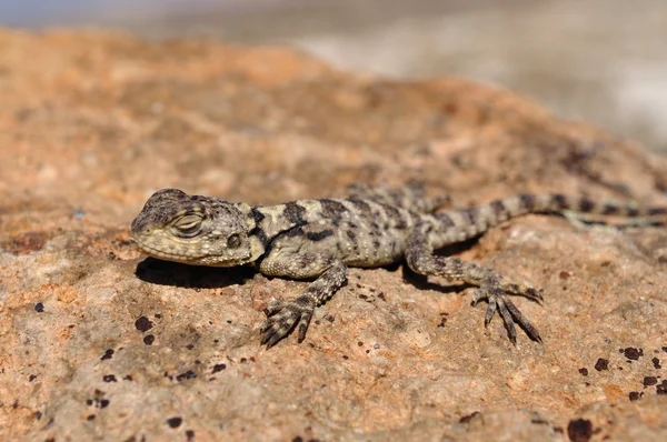 A lizard (Lacertilia) — Stock Photo, Image