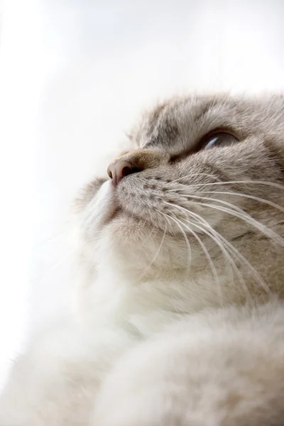 Portret van kat — Stockfoto