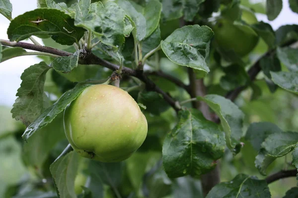 Apple on Tree — Stock Photo, Image