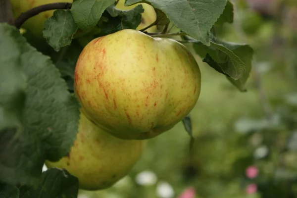 Apple on Tree — Stock Photo, Image