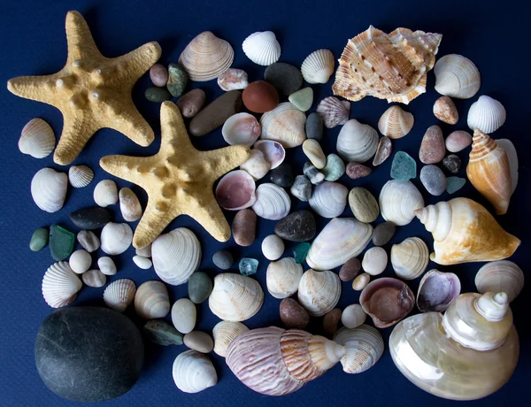 Conchas marinas y pequeñas piedras —  Fotos de Stock