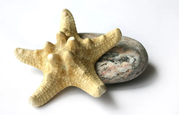 Stone and Starfish — Stock Photo, Image