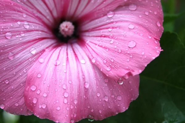 stock image Dew Covered Pink Flower