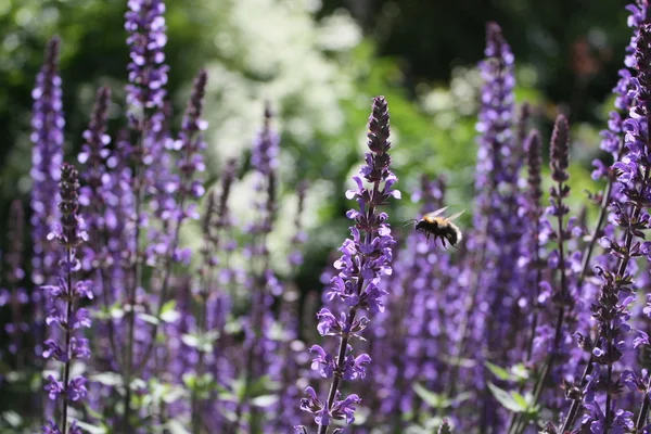 stock image Flying Bumblebee in the Lavender Glade