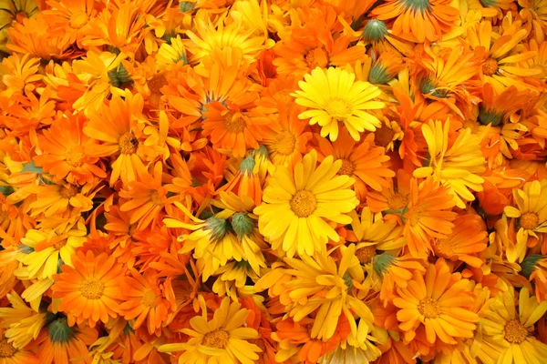 很大数量的橙色金盏花 — 图库照片
