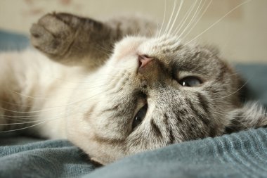 liggend op de blauwe bedspread-kat