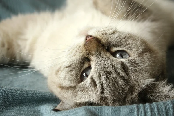 Лежачи на синій покривало кішка — стокове фото