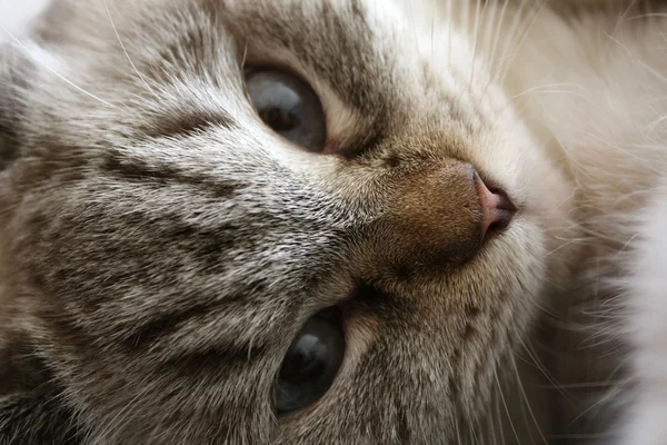 Figyelmes macska portréja — Stock Fotó