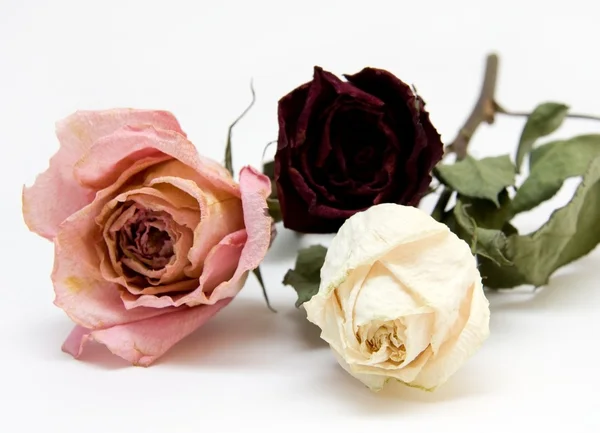 Üç kurutulmuş güller — Stok fotoğraf