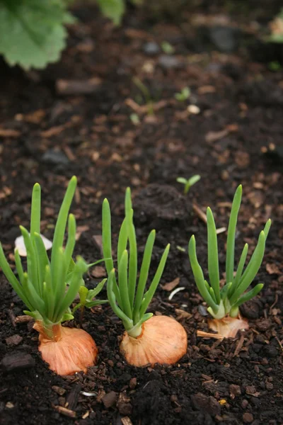 Spring Onions in Soil — Stock Photo, Image