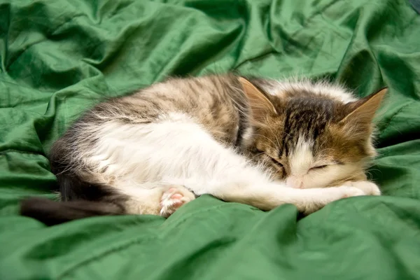 Ύπνο σε το πράσινο μετάξι πανί γατάκι — Φωτογραφία Αρχείου