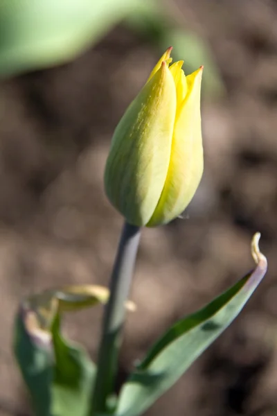 Tulipán amarillo cerrado — Foto de Stock