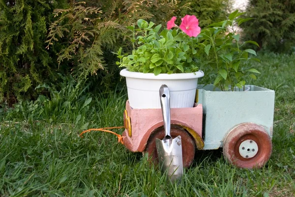 庭車鍋の花 — ストック写真