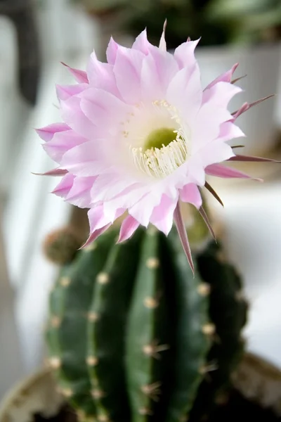 stock image Pink Flower of Home Cactus