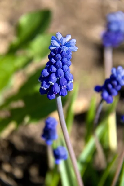 Primavera flor azul — Foto de Stock