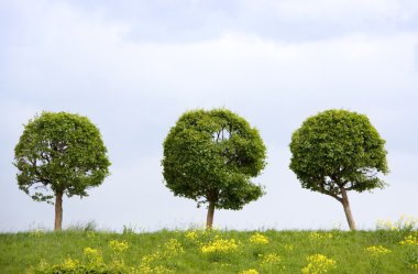 Three Trees on the Green Hill clipart