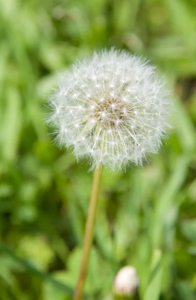 stock image Head of White Dandelion