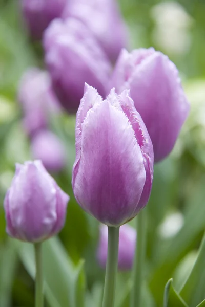 Fioletowe tulipany w ogrodzie — Zdjęcie stockowe