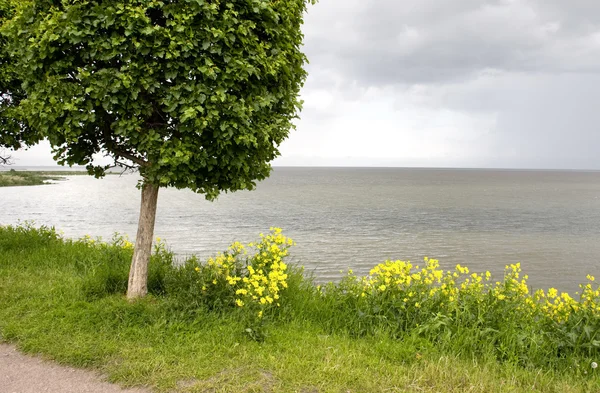 Single Tree on the Seashore — Stock Photo, Image