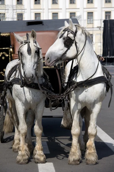 Two Harness Horses — Zdjęcie stockowe