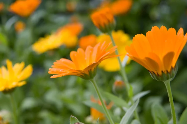 Blooming Orange Marigolds in the Garden — Stock Photo, Image