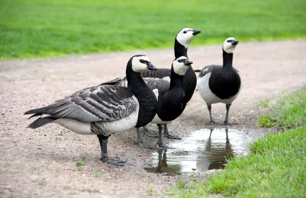 Four Drinking Barnacle Geese — Stock Photo, Image