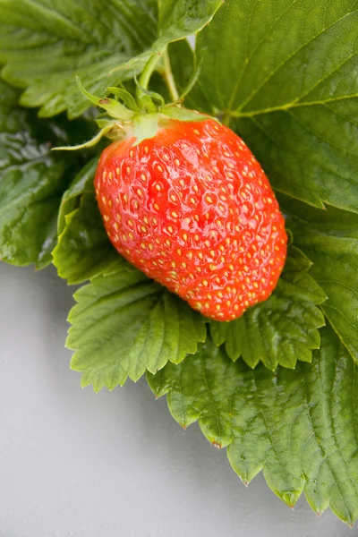 En söt jordgubbe och gröna blad — Stockfoto