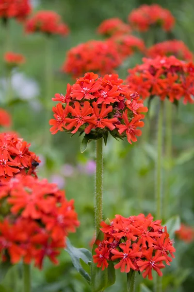 stock image Red Flowers in the Garden