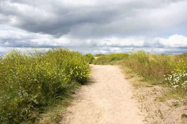 stock image Sand Road and Thick Grass