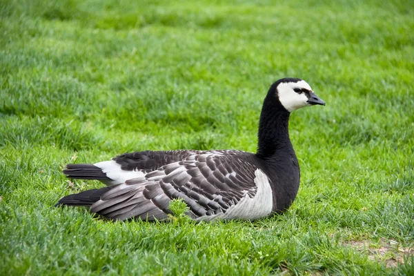 stock image Single Barnacle Goose