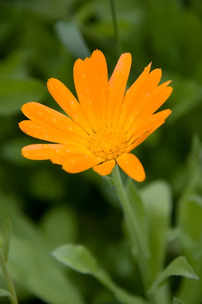 Single Orange Marigold after Rain — Stock Photo, Image