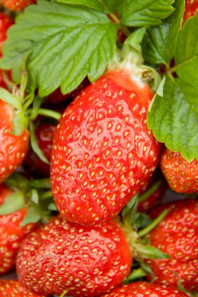 Sweet Red Strawberries — Stock Photo, Image
