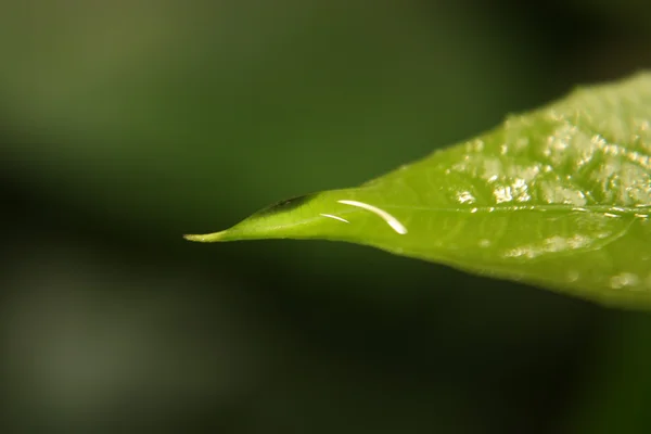 stock image Dew drop on leaf