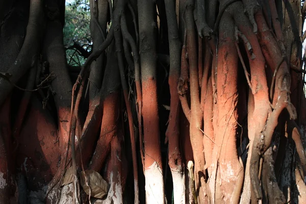 Мангровые леса — стоковое фото
