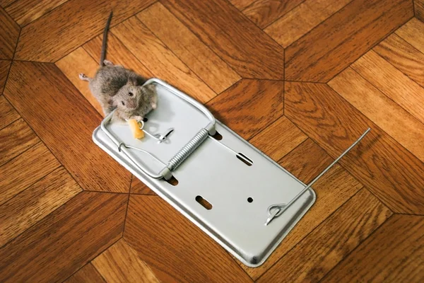 El ratón en una ratonera — Foto de Stock