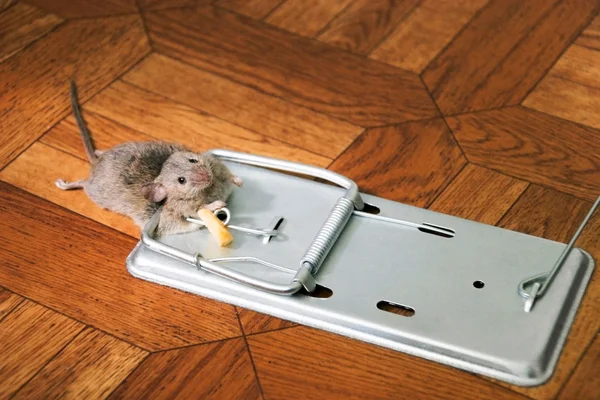Το ποντίκι σε μια Ποντικοπαγίδα — Φωτογραφία Αρχείου