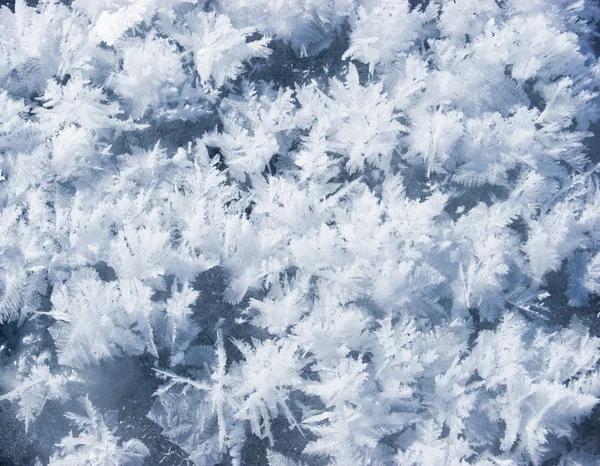 霜冻 — 图库照片