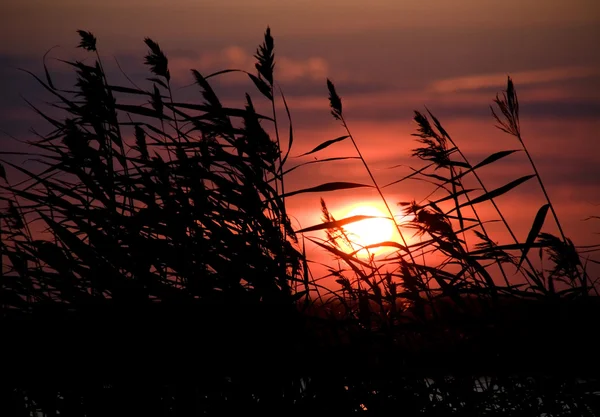 Захід сонця в полі — стокове фото