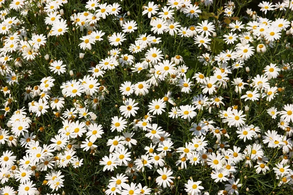 Stock image Beautiful daisies