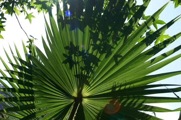 녹색 이국적인 식물 — 스톡 사진