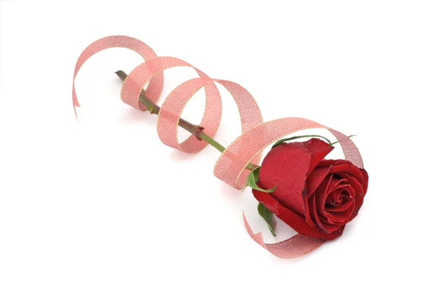Red rose in spiral ribbon. — Stock Photo, Image